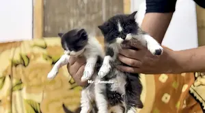 0-1 month Male Purebred Persian