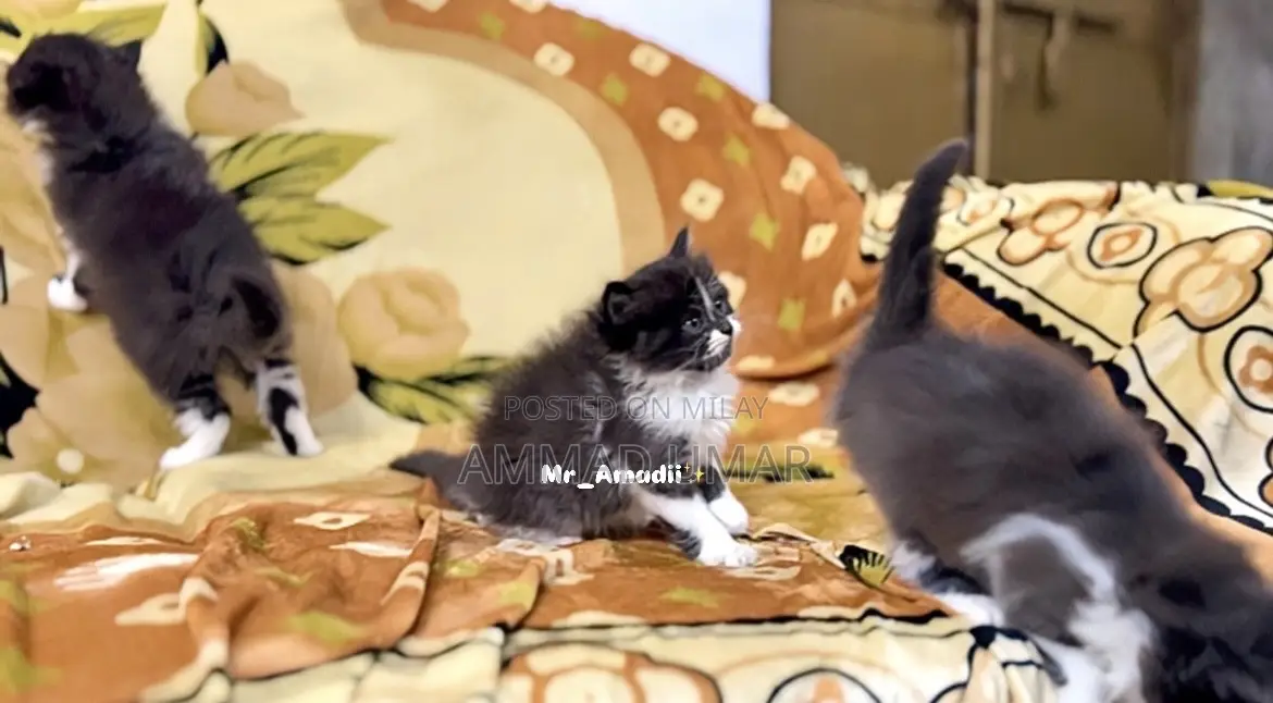 0-1 month Male Purebred Persian