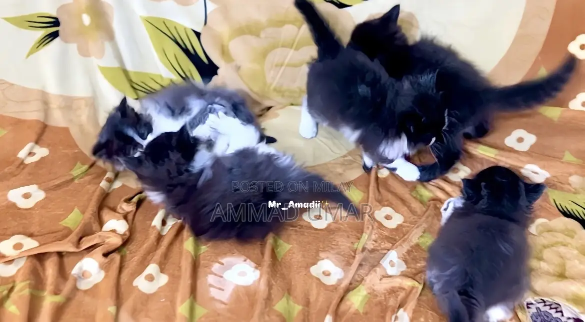 0-1 month Male Purebred Persian