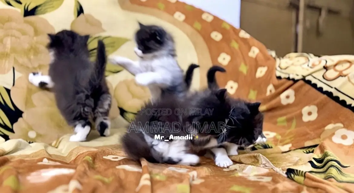 0-1 month Male Purebred Persian