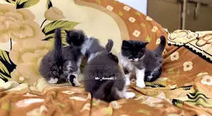 0-1 month Male Purebred Persian