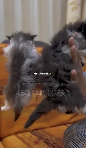 0-1 month Male Purebred Persian