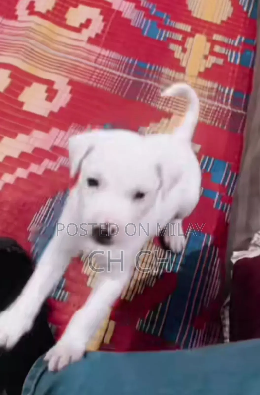 0-1 month Male Purebred American Bully