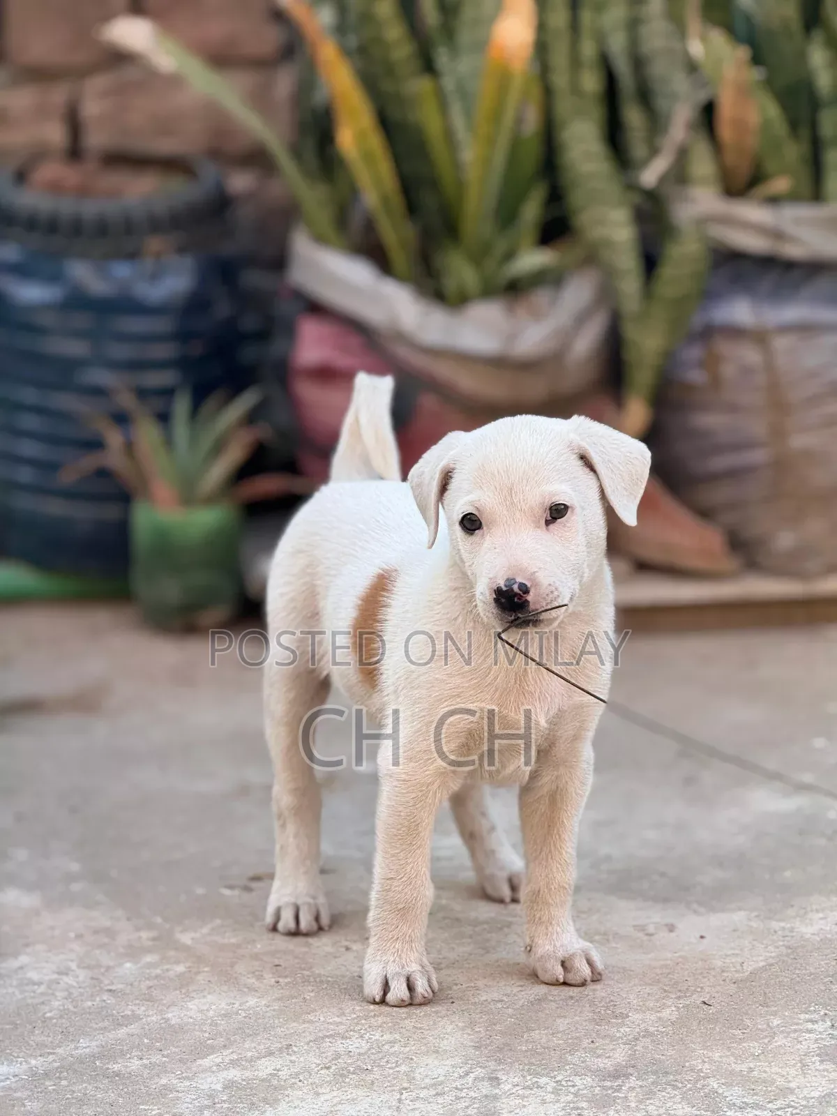 0-1 month Male Purebred American Bully