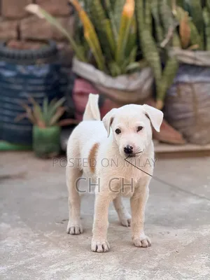 0-1 month Male Purebred American Bully