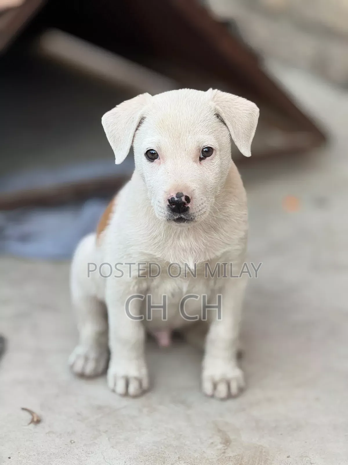 0-1 month Male Purebred American Bully