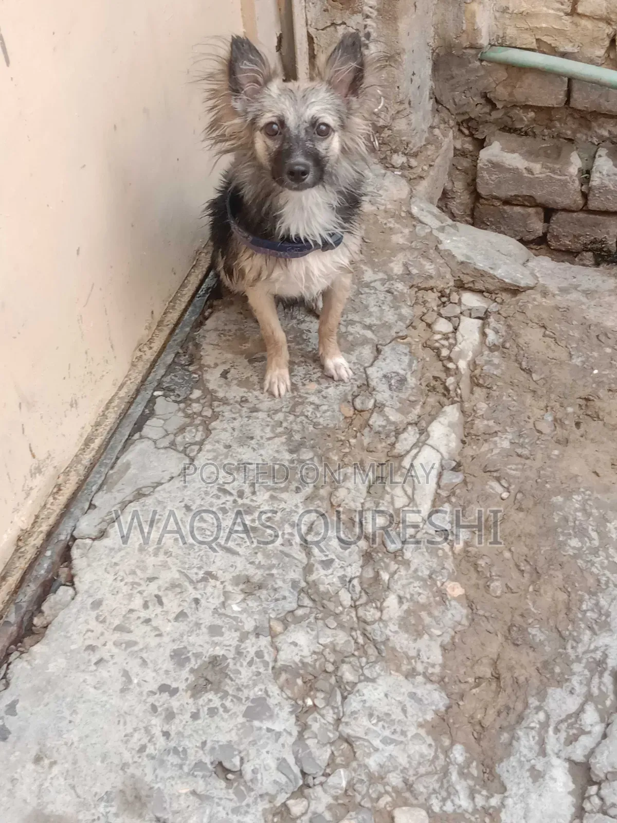 1+ year Female Purebred Black Russian Terrier