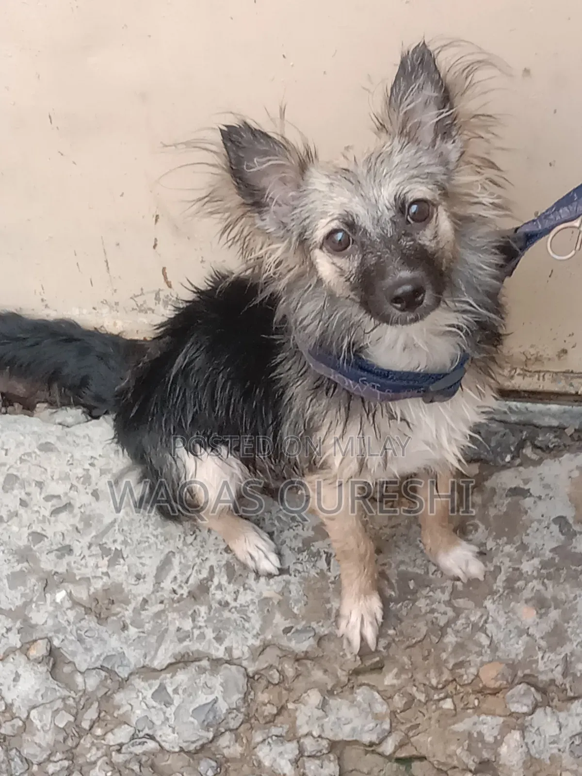 1+ year Female Purebred Black Russian Terrier