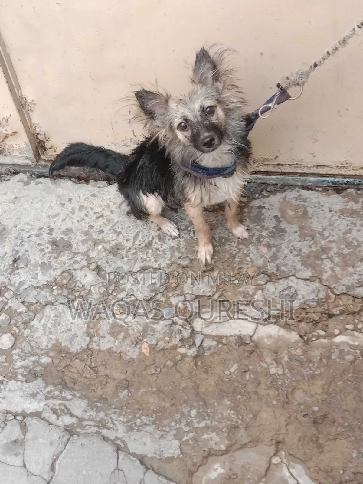 1+ year Female Purebred Black Russian Terrier