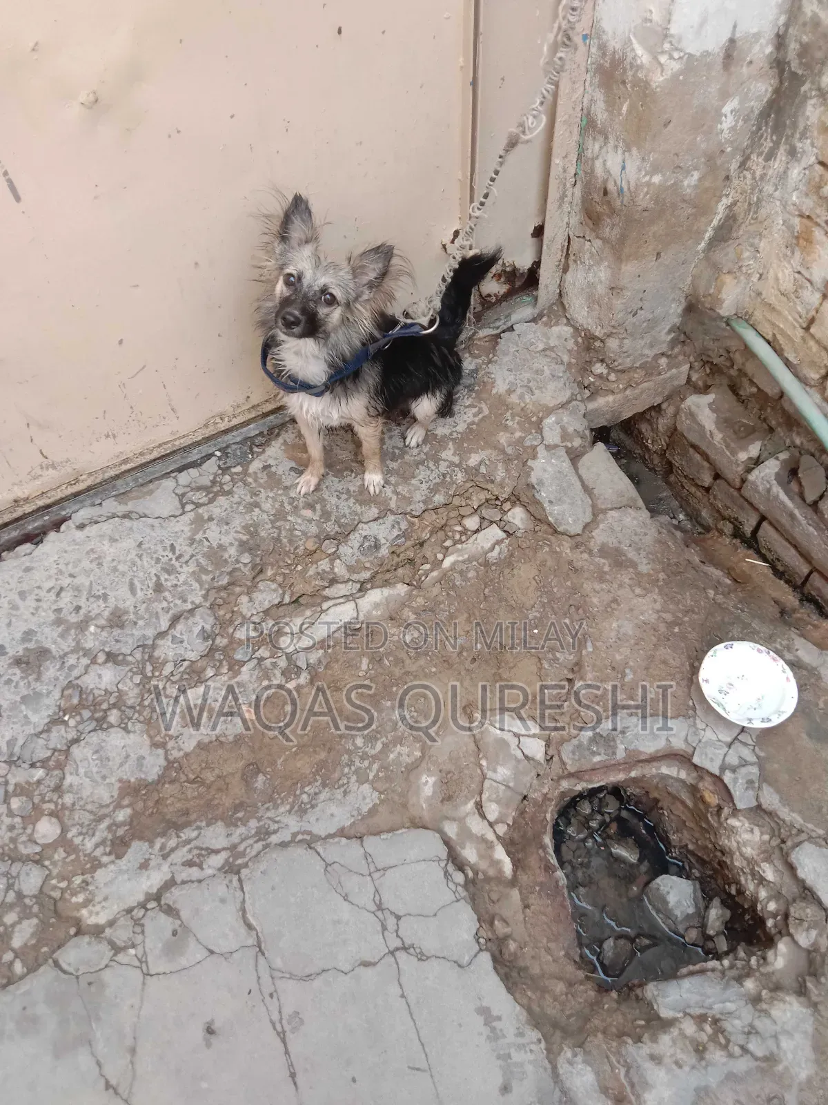 1+ year Female Purebred Black Russian Terrier