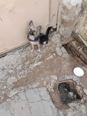 1+ year Female Purebred Black Russian Terrier