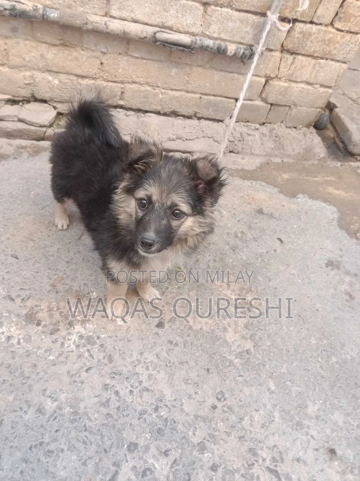 1+ year Female Purebred Black Russian Terrier