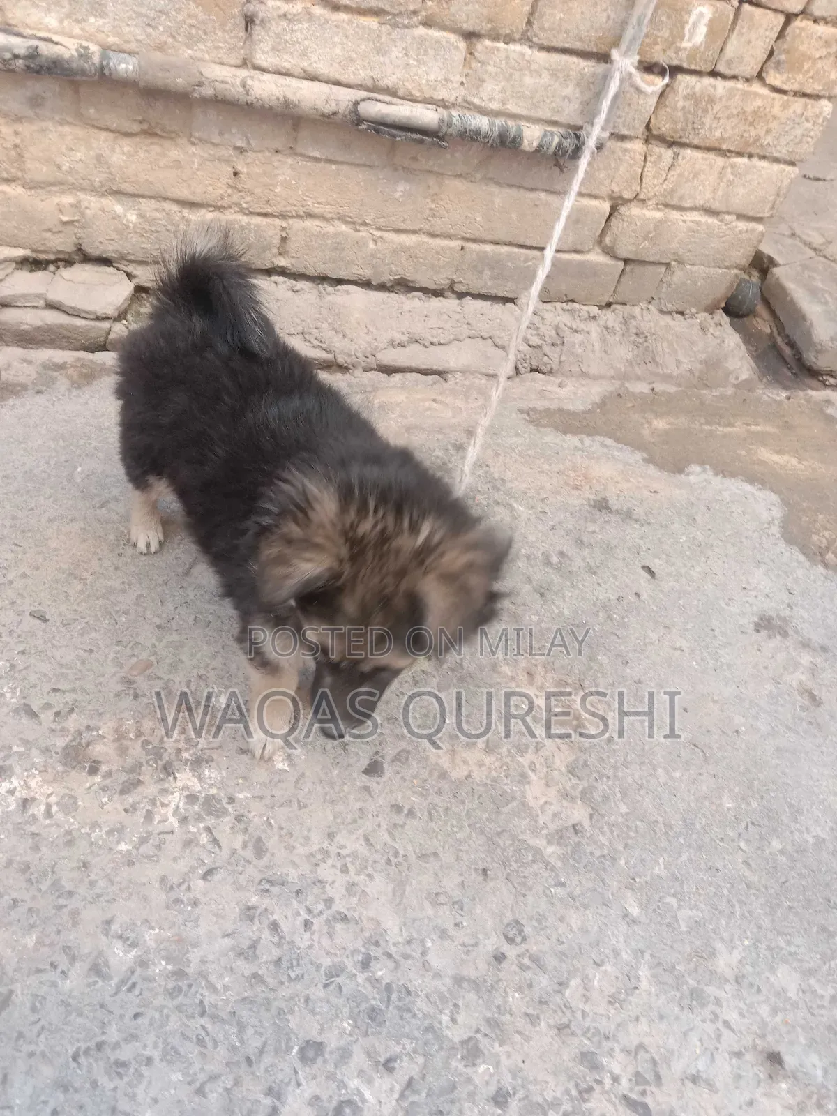 1+ year Female Purebred Black Russian Terrier