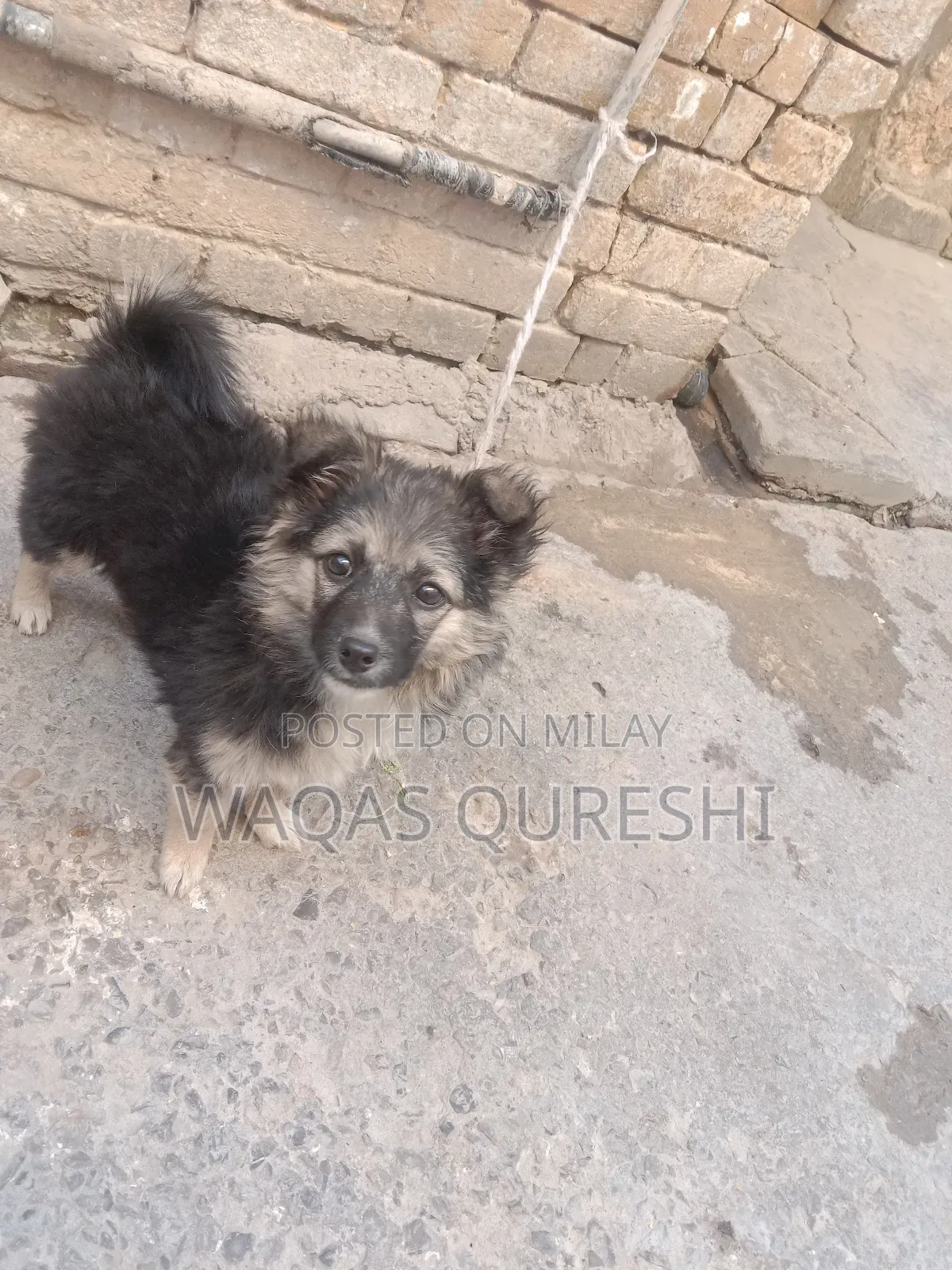 1+ year Female Purebred Black Russian Terrier