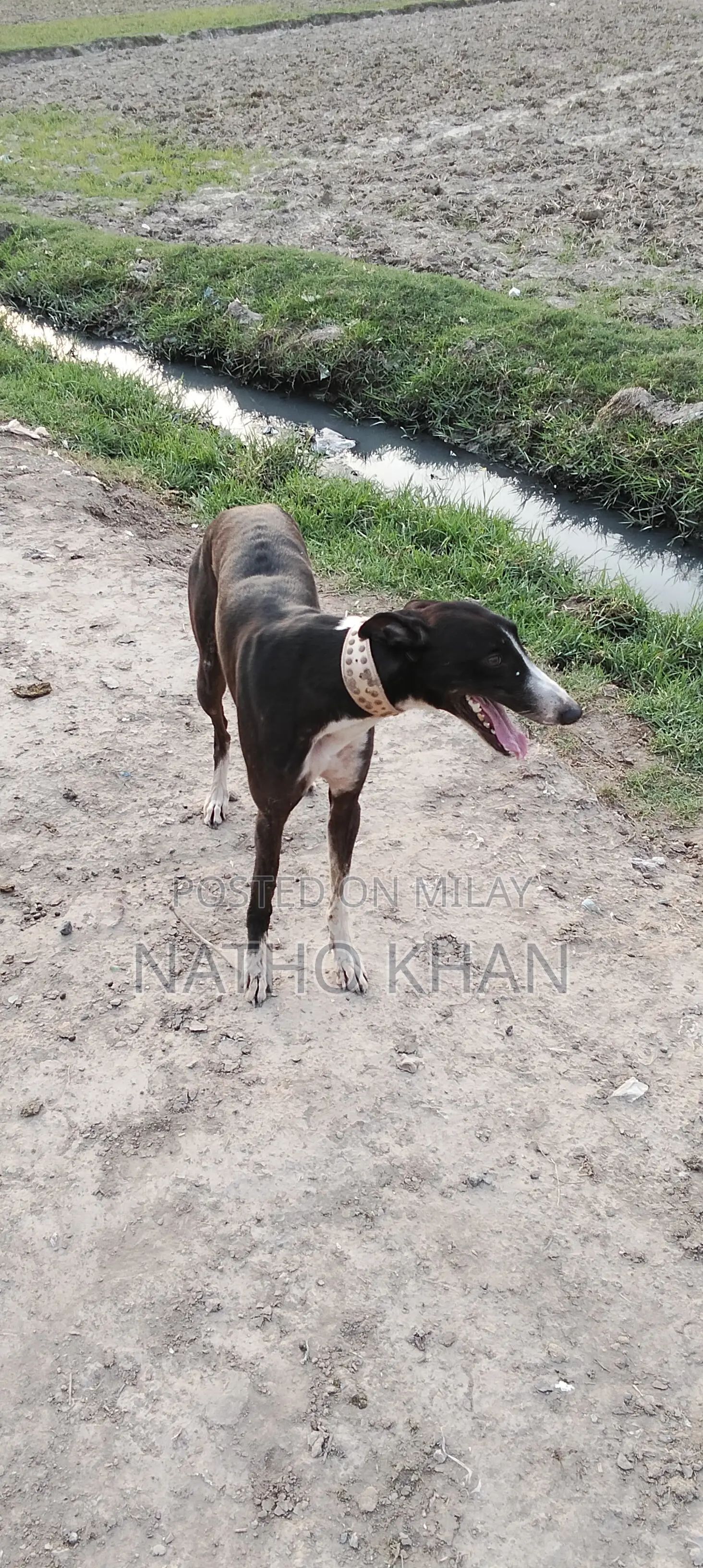 1-3 months Male Mixed Breed Golden Retriever