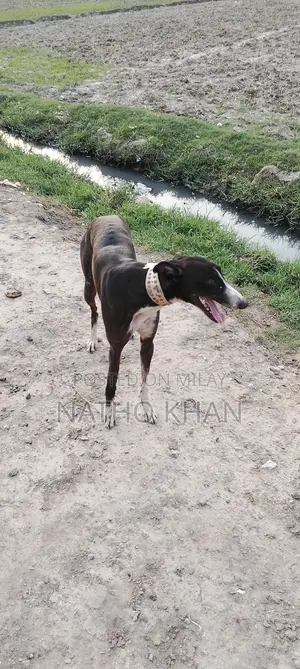 1-3 months Male Mixed Breed Golden Retriever