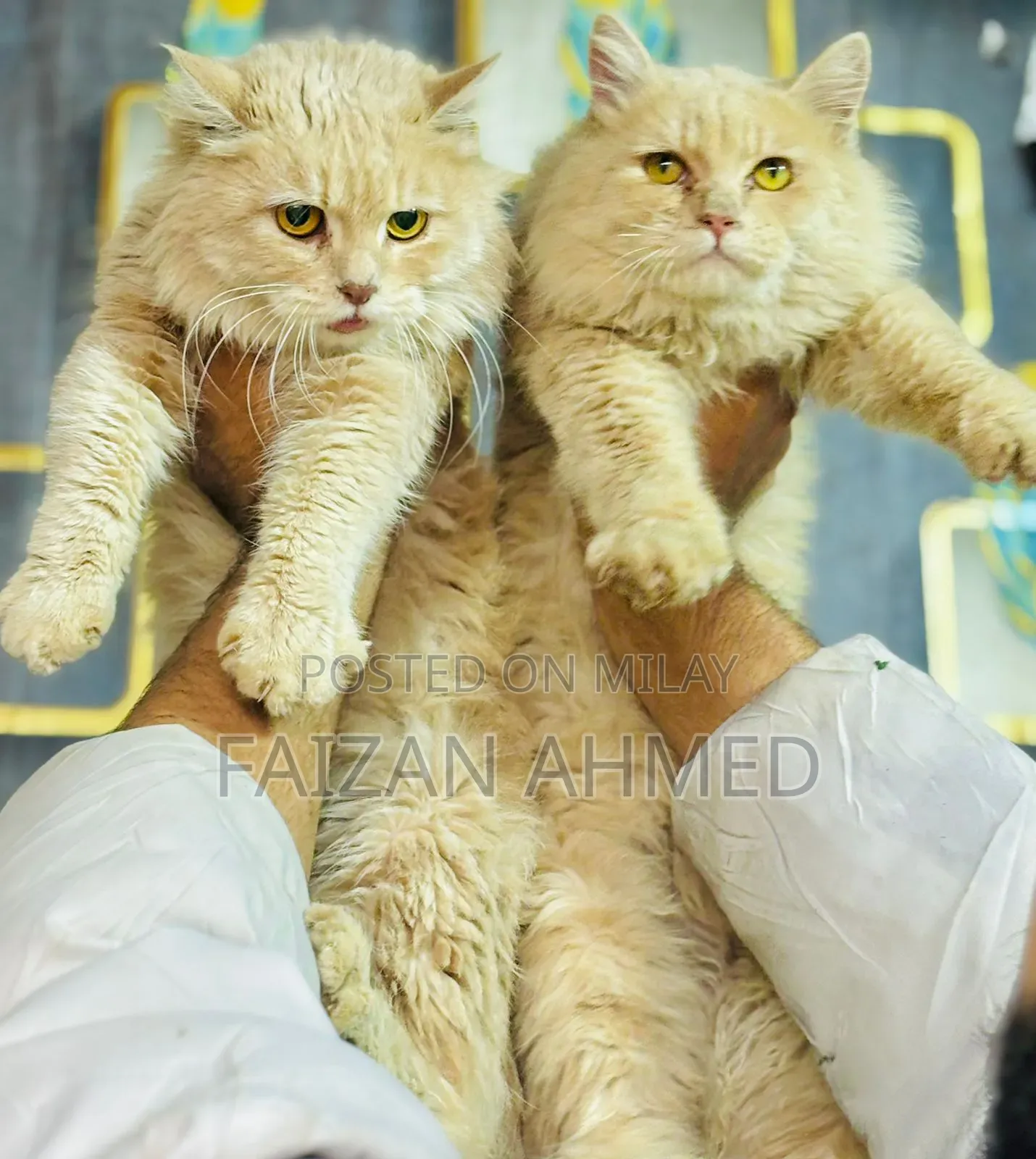 6-12 months Female Purebred Persian