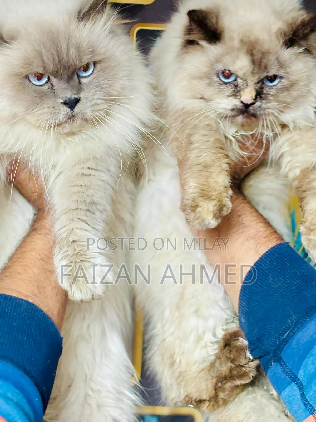 6-12 months Female Purebred Persian