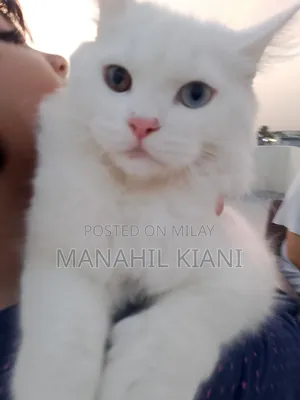 6-12 months Male Purebred Persian