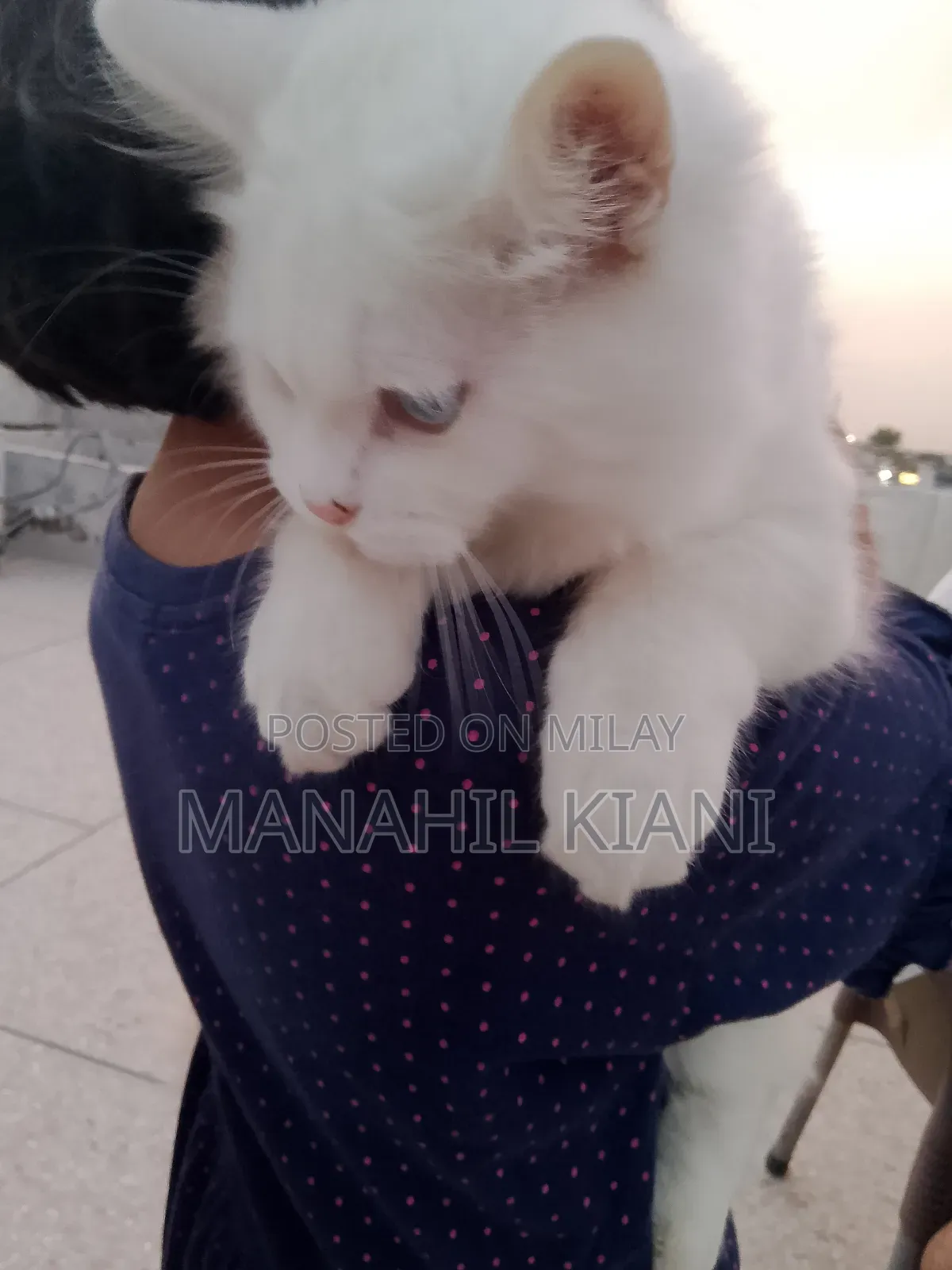 6-12 months Male Purebred Persian