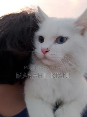 6-12 months Male Purebred Persian