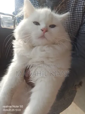 6-12 months Male Purebred Persian