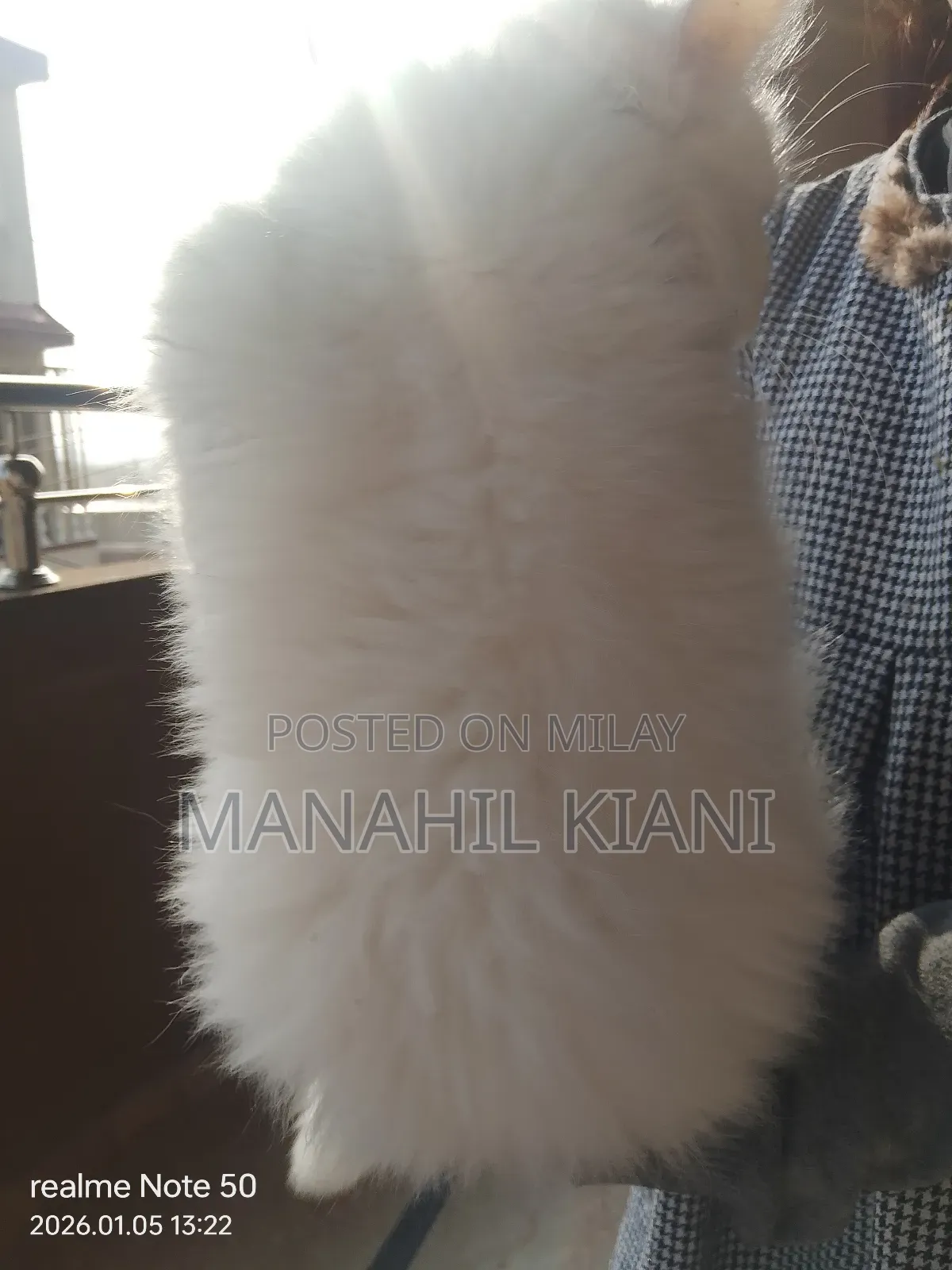 6-12 months Male Purebred Persian