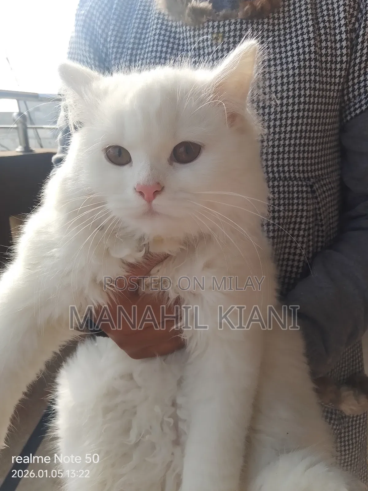 6-12 months Male Purebred Persian