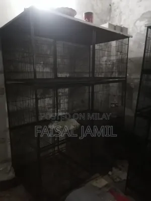 Birds Cage