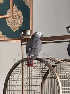 Photo - African grey parrots breeder for sale