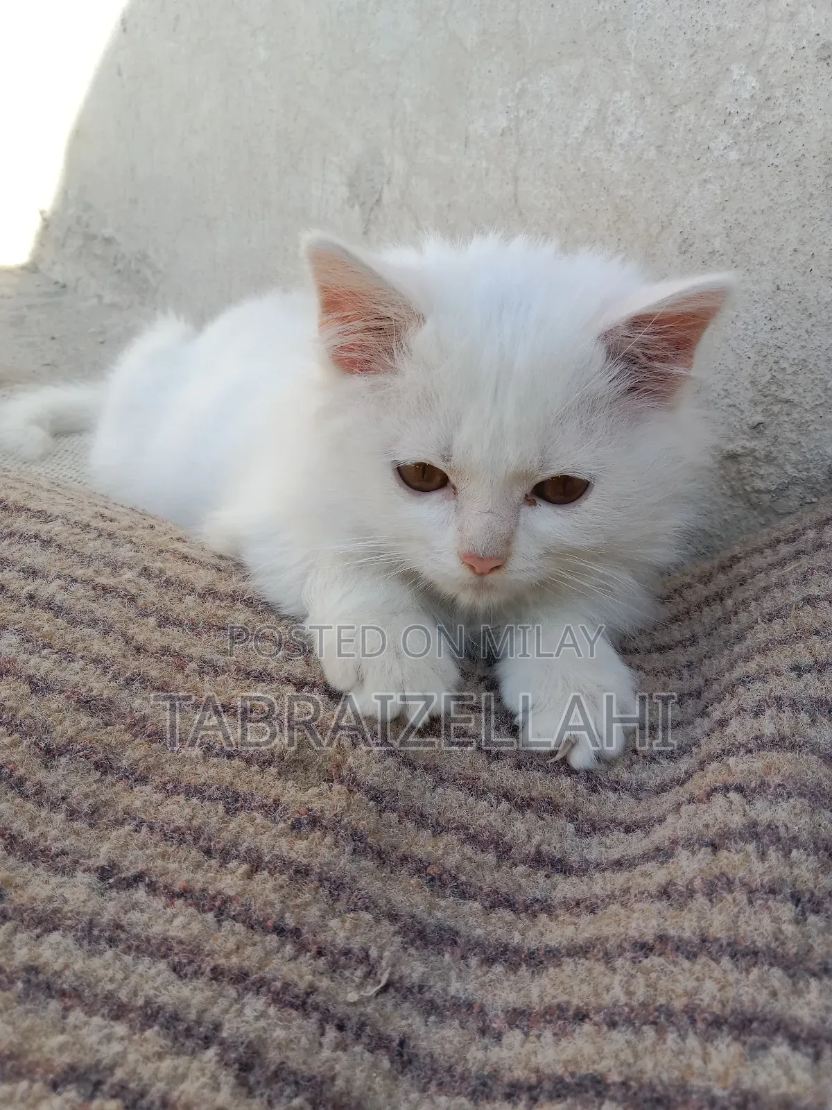 3-6 months Female Purebred Persian
