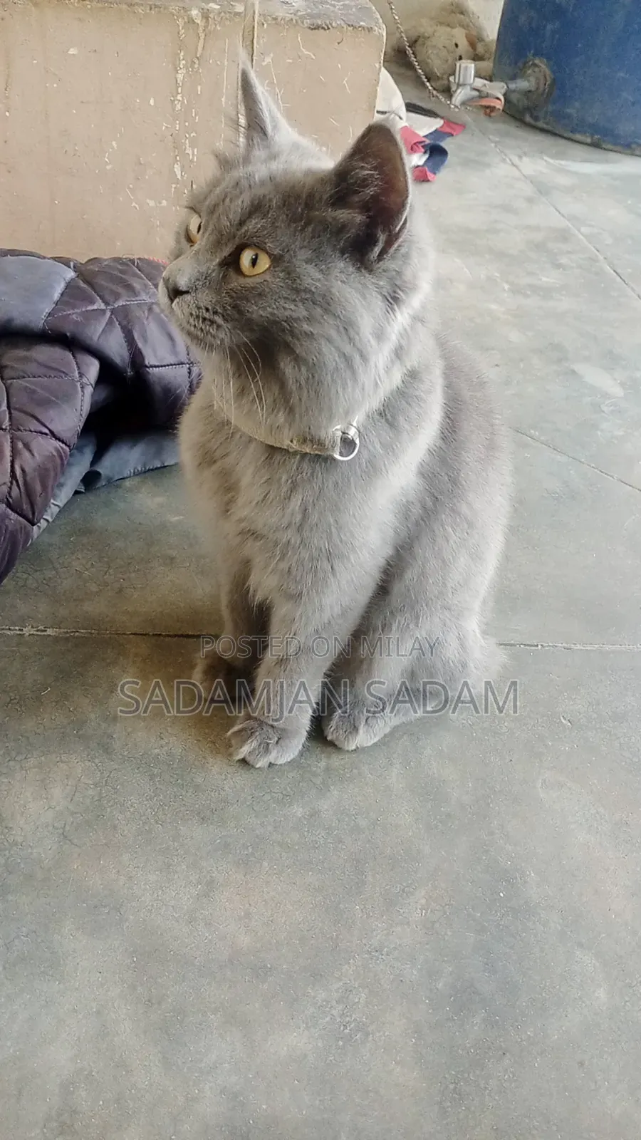 6-12 months Male Purebred Persian