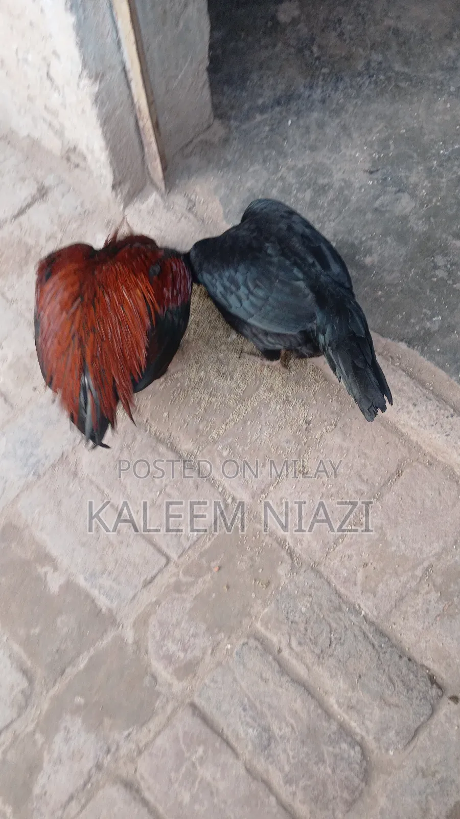 Mianwali Aseel Murgha High Quality Pairs