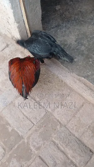 Mianwali Aseel Murgha High Quality Pairs