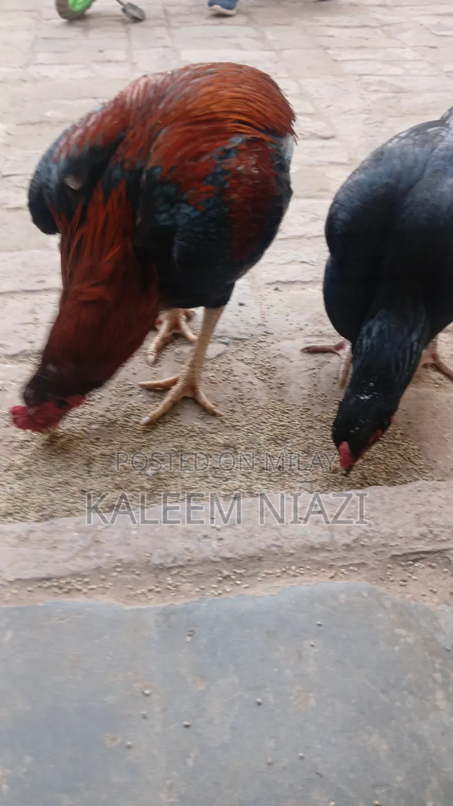 Mianwali Aseel Murgha High Quality Pairs