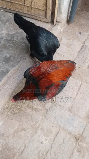 Mianwali Aseel Murgha High Quality Pairs