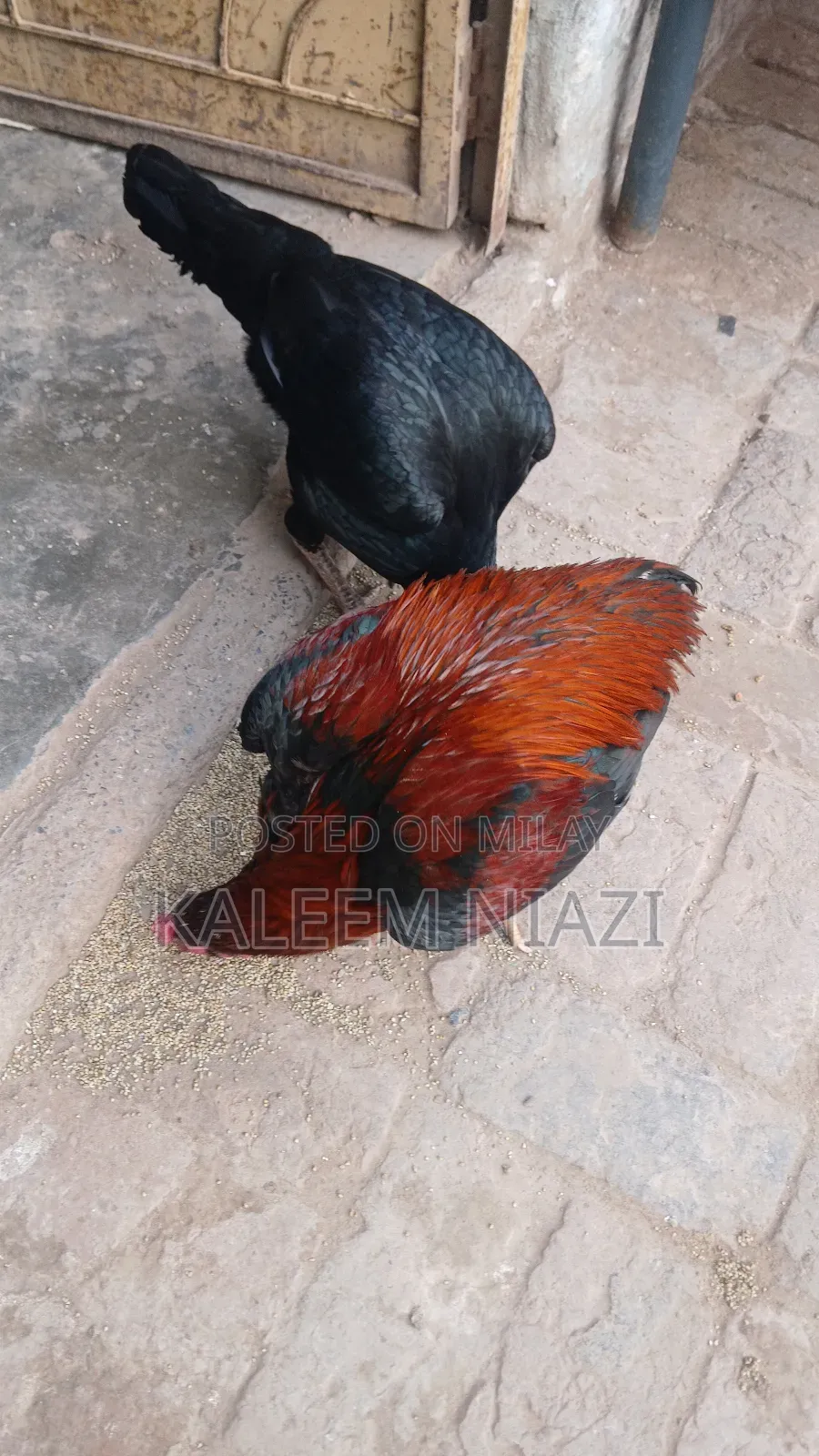 Mianwali Aseel Murgha High Quality Pairs