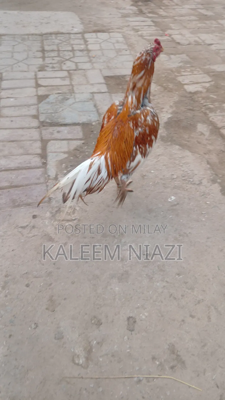 Mianwali Aseel Murgha Peela 2700 Mora 3000wzn