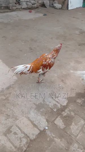 Mianwali Aseel Murgha Peela 2700 Mora 3000wzn