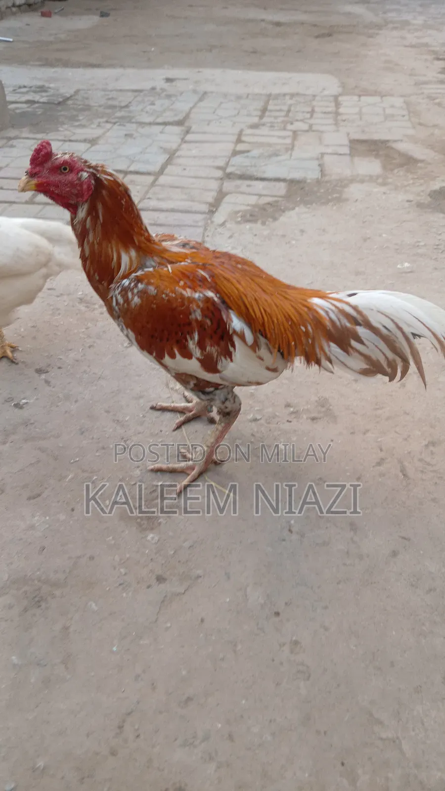 Mianwali Aseel Murgha Peela 2700 Mora 3000wzn