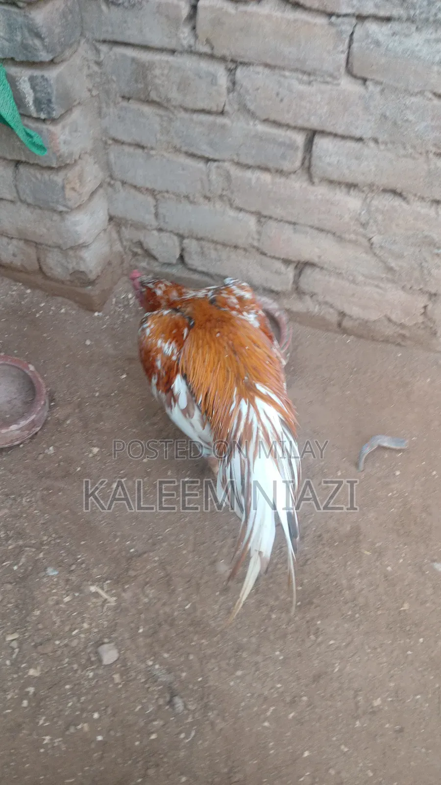 Mianwali Aseel Murgha Peela 2700 Mora 3000wzn