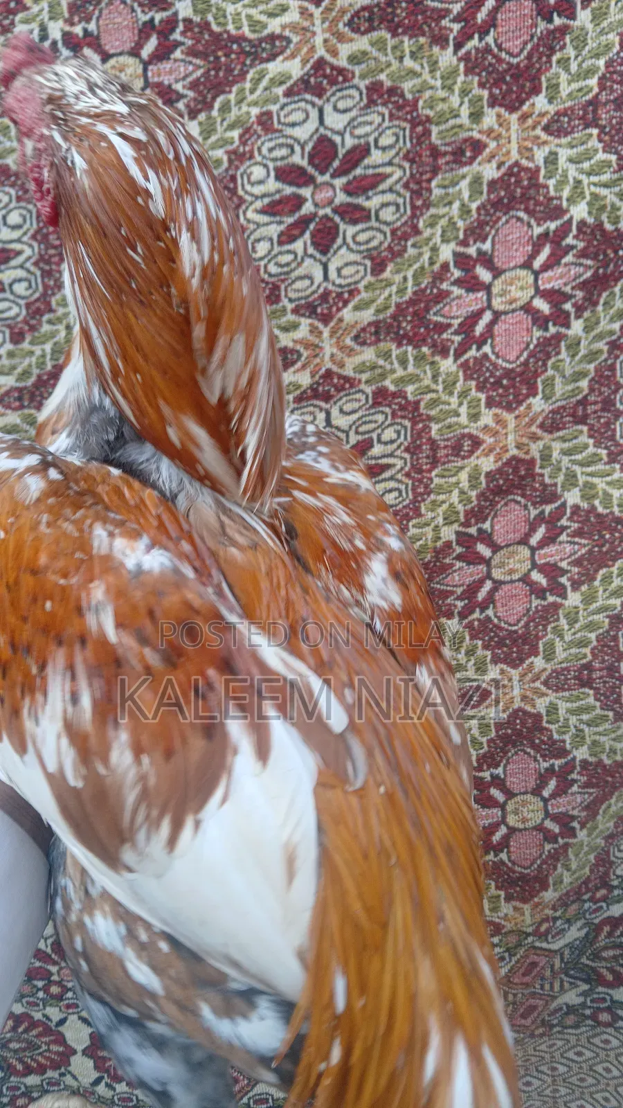 Mianwali Aseel Murgha Peela 2700 Mora 3000wzn