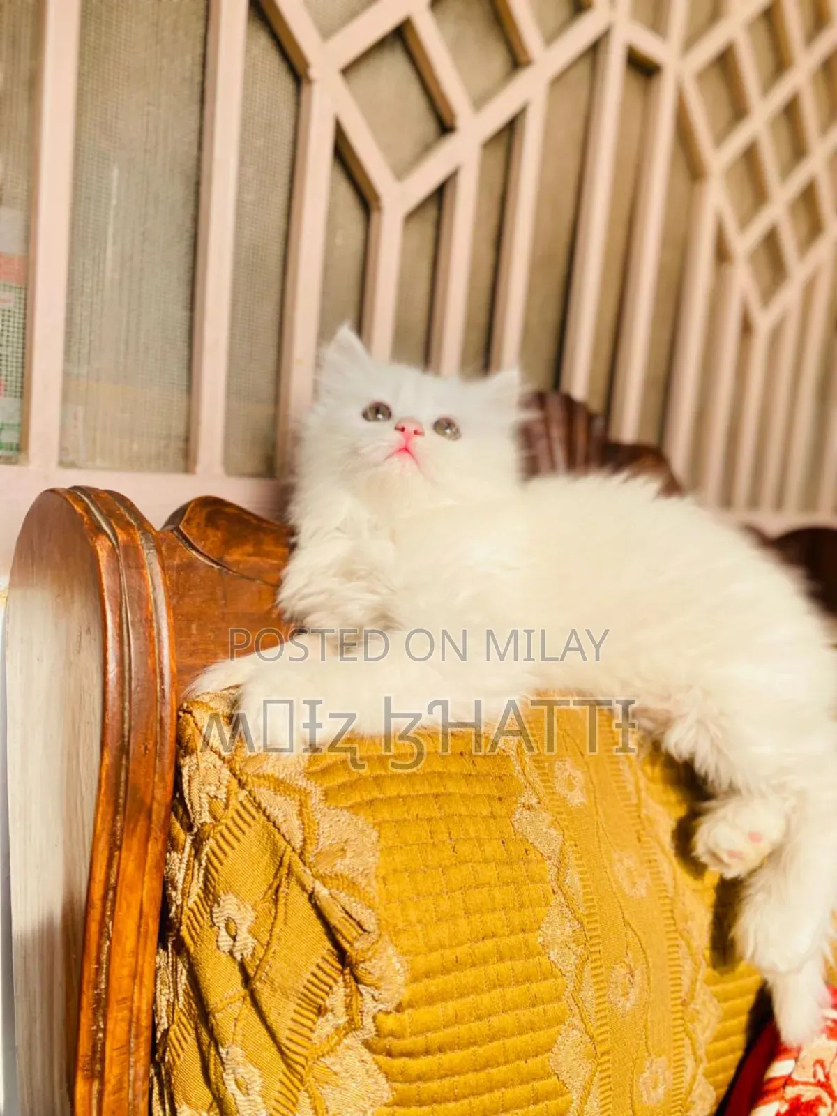1-3 months Female Purebred Persian