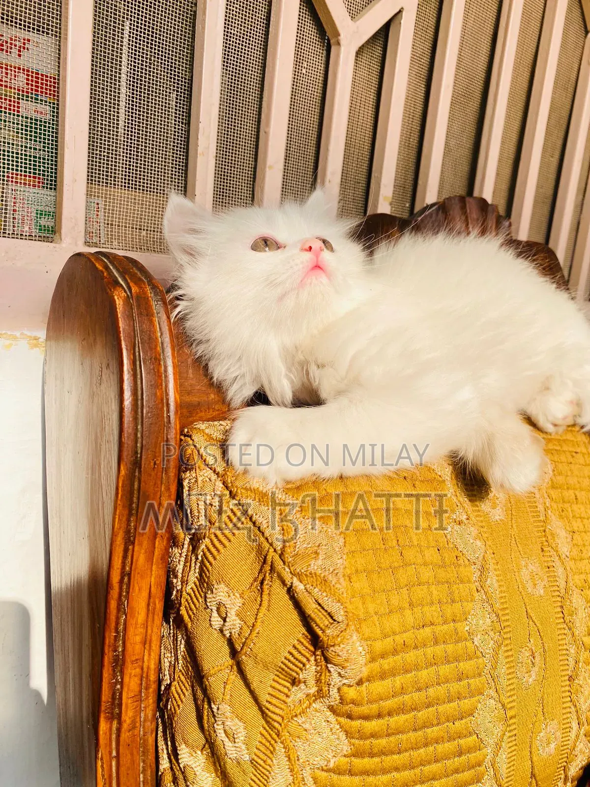 1-3 months Female Purebred Persian