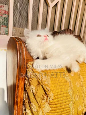 1-3 months Female Purebred Persian