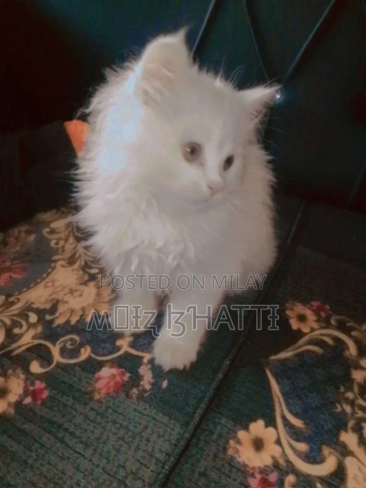 1-3 months Female Purebred Persian