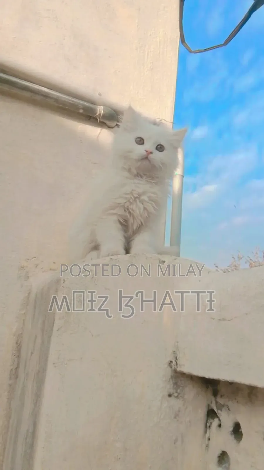 1-3 months Female Purebred Persian