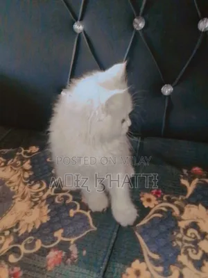 1-3 months Female Purebred Persian