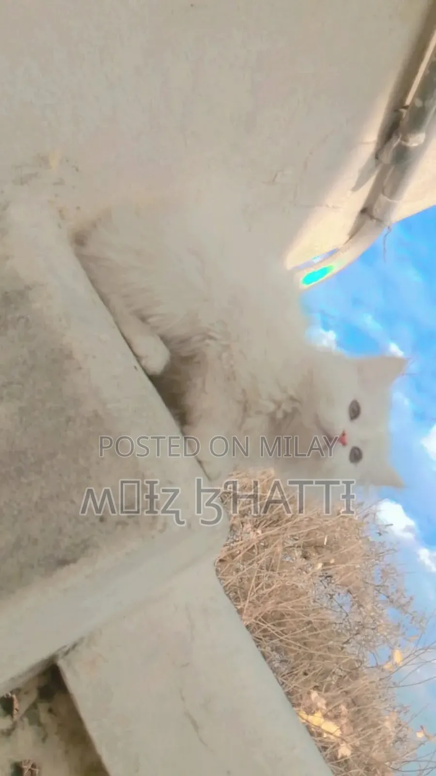 1-3 months Female Purebred Persian