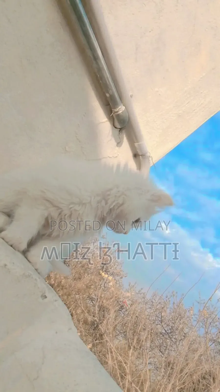 1-3 months Female Purebred Persian